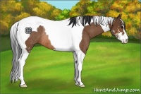 Horse Color:Bay Sabino Tobiano Rabicano