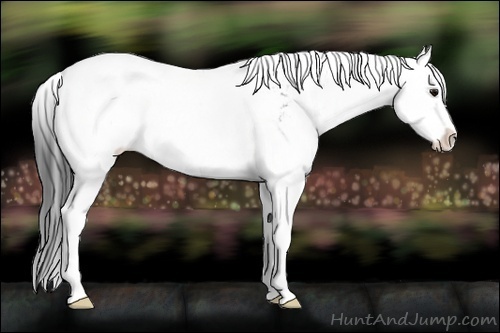 Horse Color:Brown Sabino Rabicano