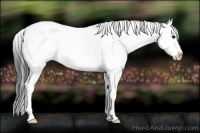 Horse Color:Brown Sabino Rabicano