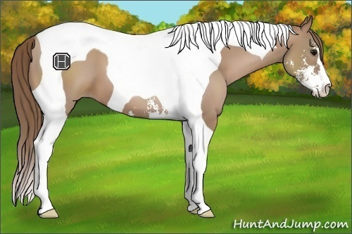 Horse Color:Black Pearl Sabino Tobiano