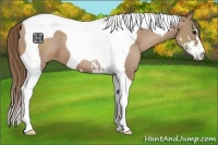 Horse Color:Black Pearl Sabino Tobiano