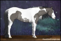 Horse Color:Grullo Sabino Tobiano Rabicano