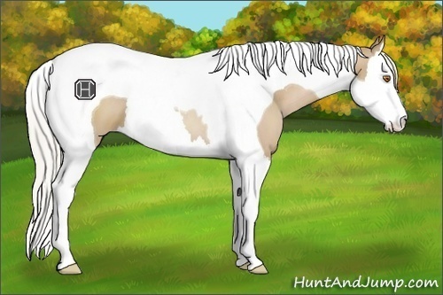 Horse Color:Silver Black Pearl Splash Tobiano