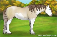 Horse Color:Grullo Pearl Sabino Splash 