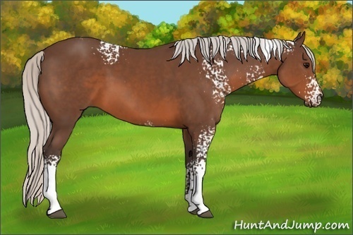 Horse Color:White Spotted Silver Brown Rabicano