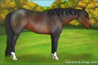 Horse Color:Brown 