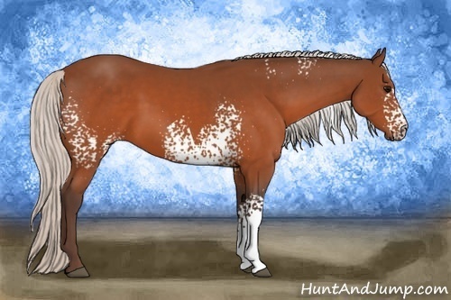 Horse Color:White Spotted Silver Brown Rabicano 