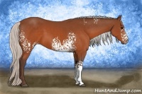 Horse Color:White Spotted Silver Brown Rabicano