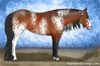 Horse Color:White Spotted Brown Rabicano 