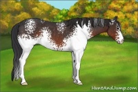 Horse Color:White Spotted Brown Rabicano