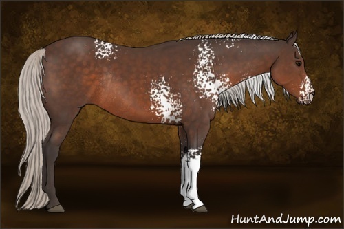 Horse Color:White Spotted Silver Brown Rabicano