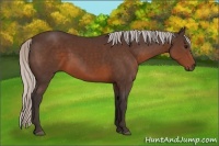 Horse Color:Silver Brown Rabicano 