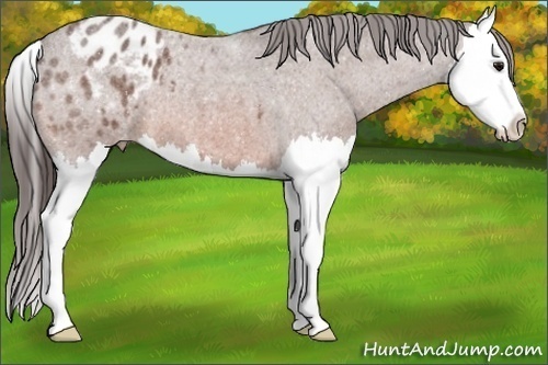 Horse Color:Bay Roan Splash Appaloosa 