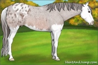 Horse Color:Bay Roan Splash Appaloosa