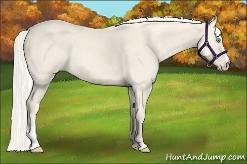Horse Color:Cremello 