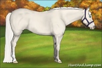 Horse Color:Cremello 