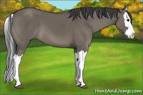 Horse Color:Smoky Grullo Splash Brindle 