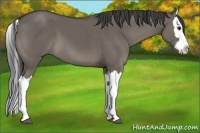 Horse Color:Smoky Grullo Splash Brindle 