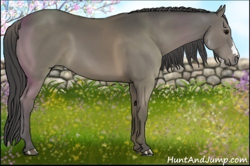 Horse Color:Smoky Grullo Brindle