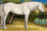 Horse Color:Perlino Sabino 