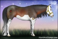 Horse Color:Brown Splash