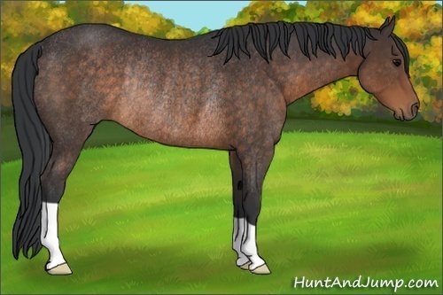 Horse Color:Brown Rabicano 