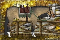 Horse Color:Brown Dun Rabicano 