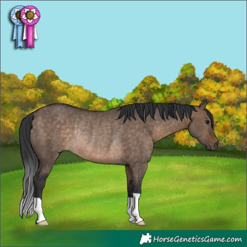 Horse Color:Brown Dun Rabicano 