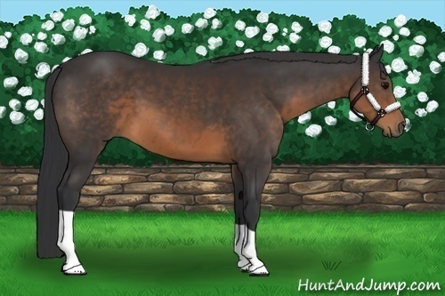 Horse Color:Brown 