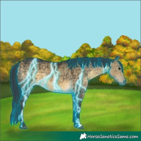 Horse Color:Thunderstruck Buckskin Dun Brindle 