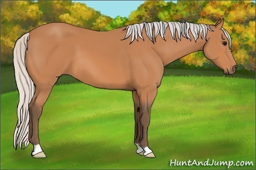 Horse Color:Silver Bay 