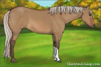 Horse Color:Silver Bay Dun