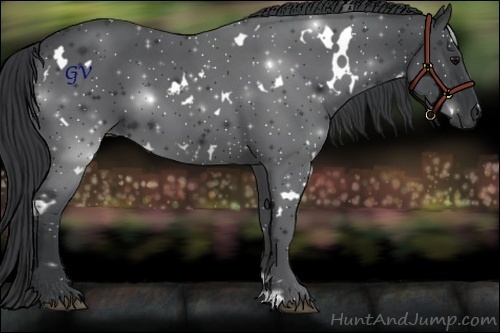Horse Color:White Spotted Black 