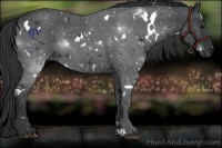 Horse Color:White Spotted Black