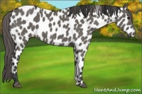 Horse Color:Grullo Leopard 