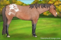 Horse Color:Bay Appaloosa 
