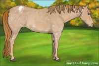 Horse Color:Red Roan Appaloosa 