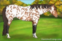 Horse Color:Bay Near Leopard