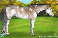 Horse Color:White Spotted Bay Splash 