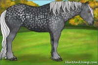 Horse Color:Silver Black Chinchilla 