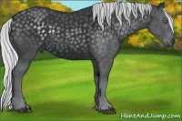 Horse Color:Silver Black Chinchilla 