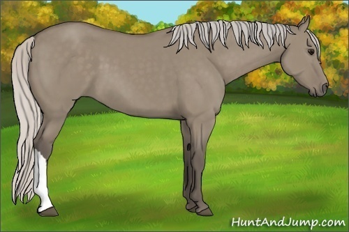 Horse Color:Silver Grullo 