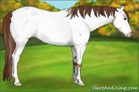 Horse Color:Red Ice Roan Appaloosa 