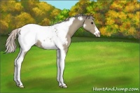 Horse Color:Silver Grullo Tobiano Frame Snowcap 