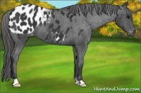 Horse Color:Black Appaloosa 