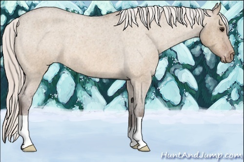 Horse Color:Silver Bay Roan Dun Appaloosa 