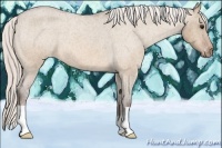 Horse Color:Silver Bay Roan Dun Appaloosa 