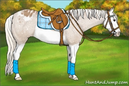 Horse Color:Palomino Splash Appaloosa 