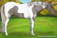 Horse Color:Silver Black Tobiano Varnish 