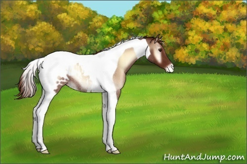 Horse Color:Red Onyx Roan Tobiano Blanket Rabicano